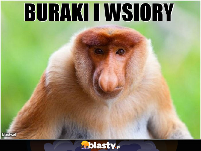 Buraki i wsiory