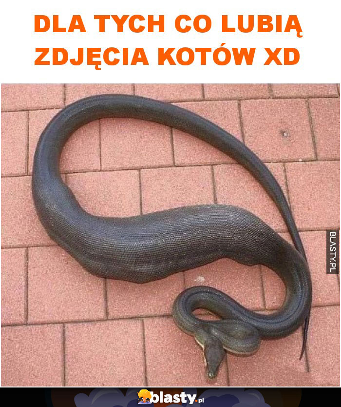 Dla tych co lubią zdjęcia kotów XD