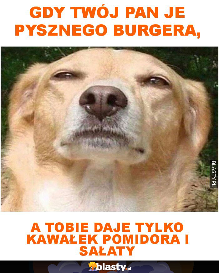 Gdy twój Pan je pysznego burgera, a tobie daje tylko kawałek pomidora i sałaty