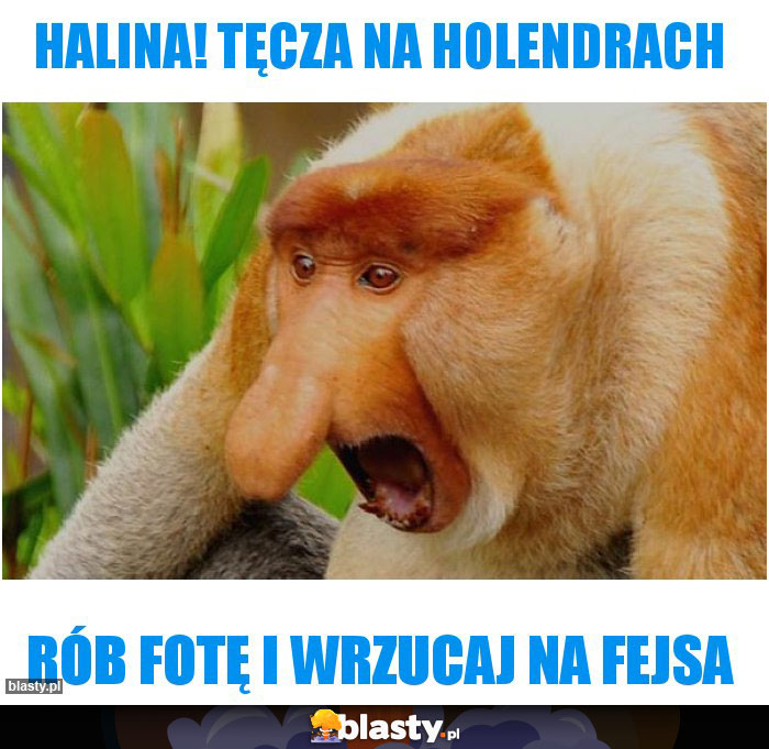 Halina! Tęcza na holendrach