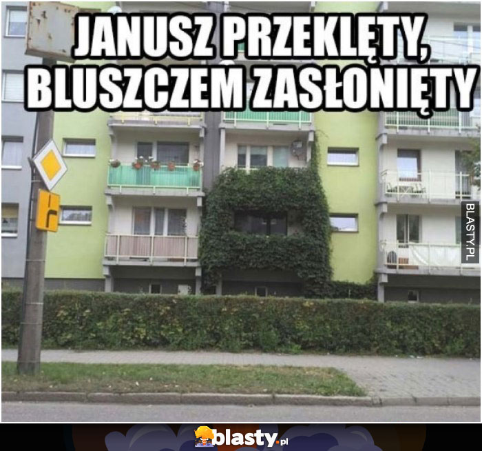 Janusz przeklęty bluszczem zasłonięty