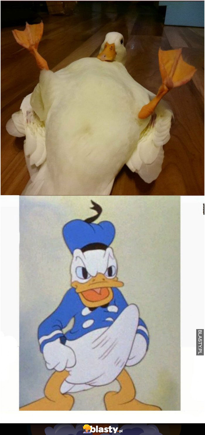 Kaczor Donald