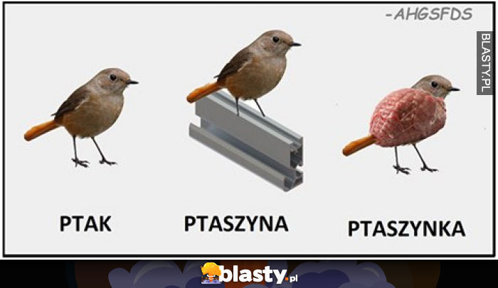 Ptak ptaszyna ptaszynka