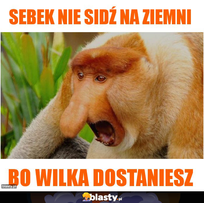 Sebek nie sidź na ziemni