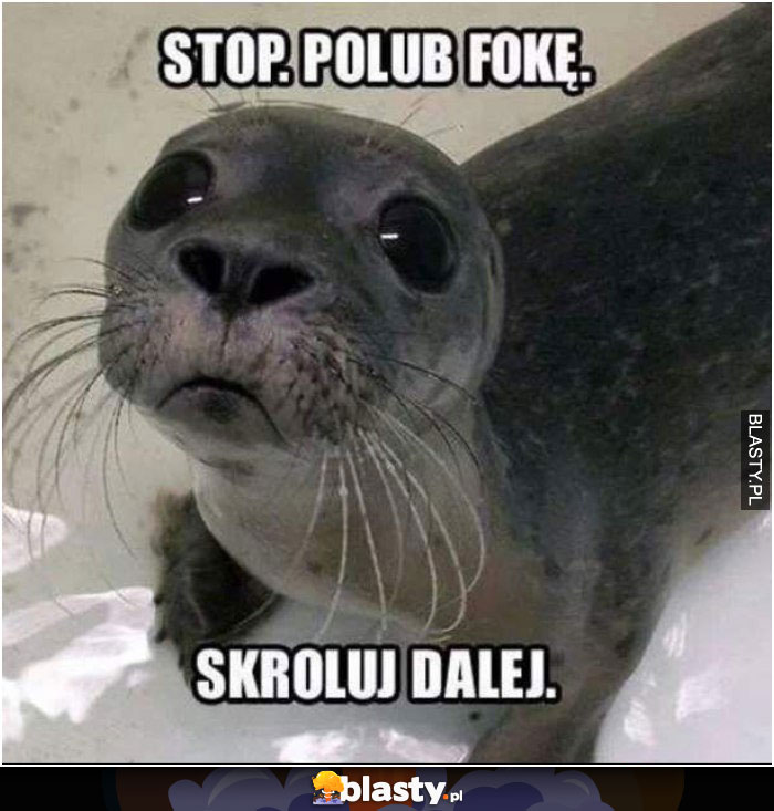 Stop, polub fokę i skroluj dalej