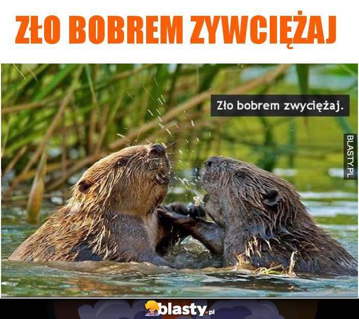 Zło bobrem zywciężaj