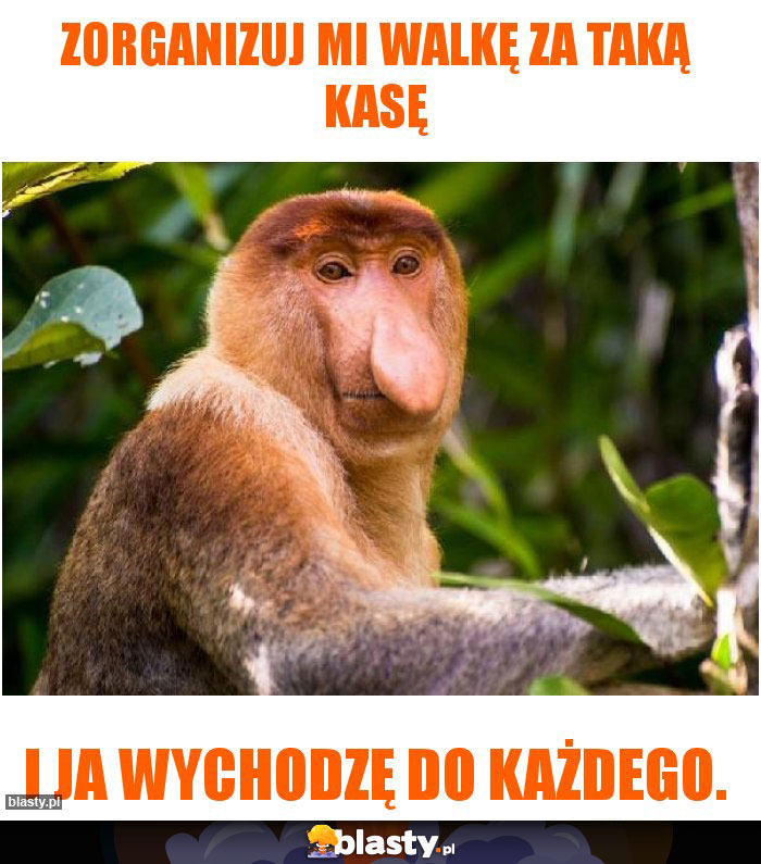 Zorganizuj mi walkę za taką kasę