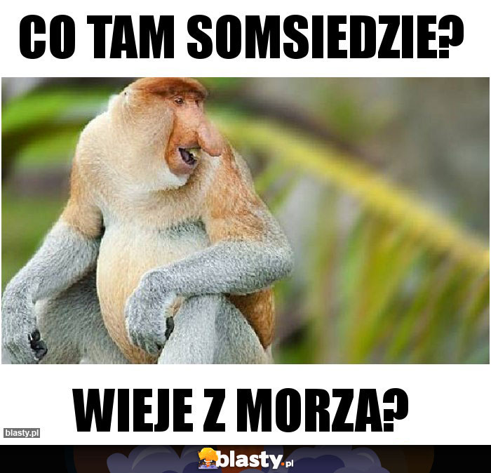 CO TAM SOMSIEDZIE?
