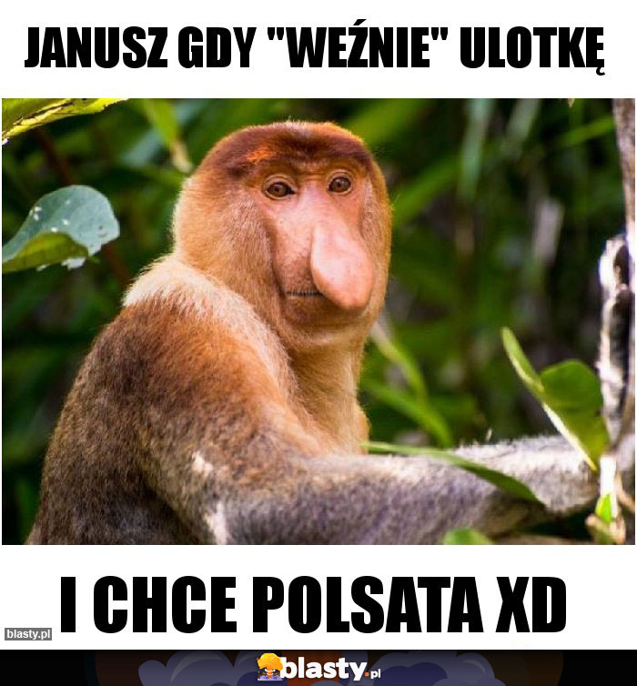 Janusz gdy 