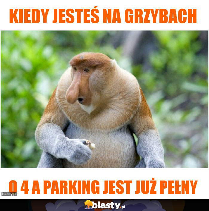 Kiedy jesteś na grzybach