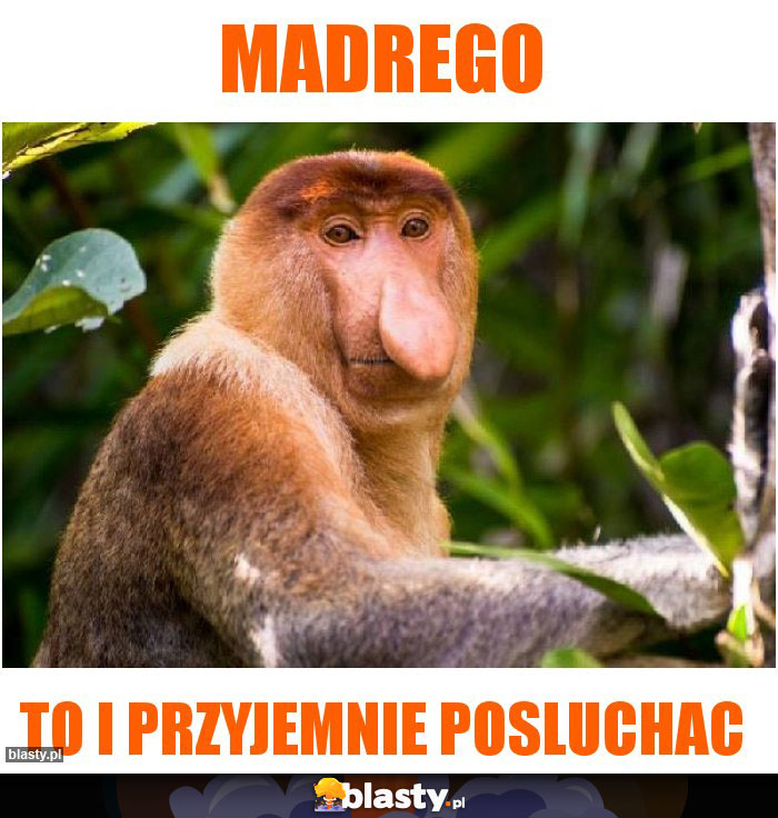 MADREGO