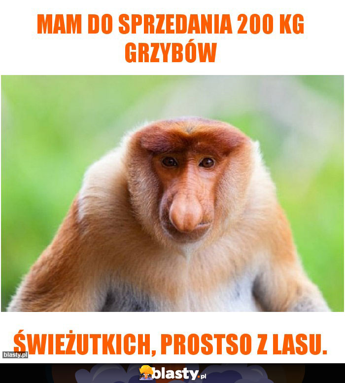 Mam do sprzedania 200 kg grzybów