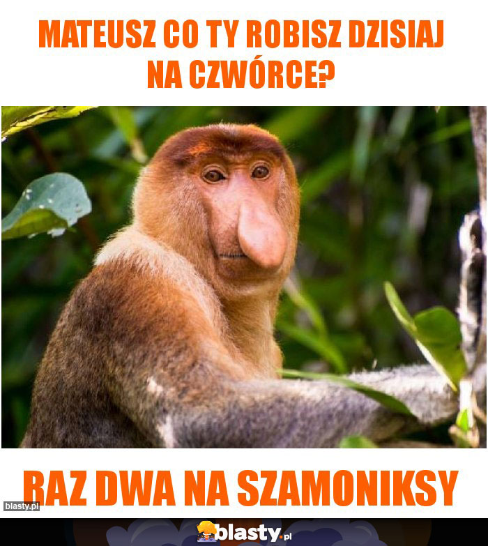 MATEUSZ CO TY ROBISZ DZISIAJ NA CZWÓRCE?