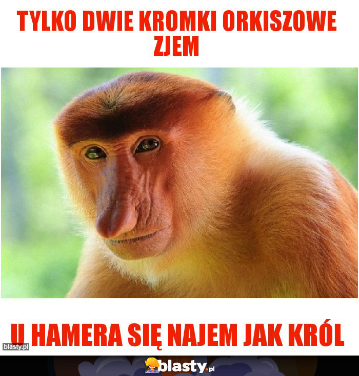 TYLKO DWIE KROMKI ORKISZOWE ZJEM