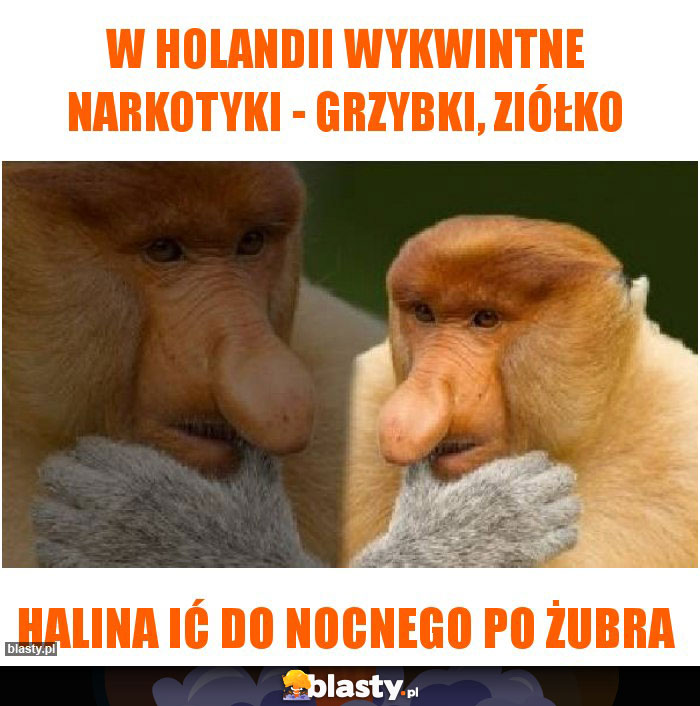 W HOLANDII WYKWINTNE NARKOTYKI - GRZYBKI, ZIÓŁKO