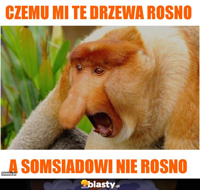 CZEMU MI TE DRZEWA ROSNO