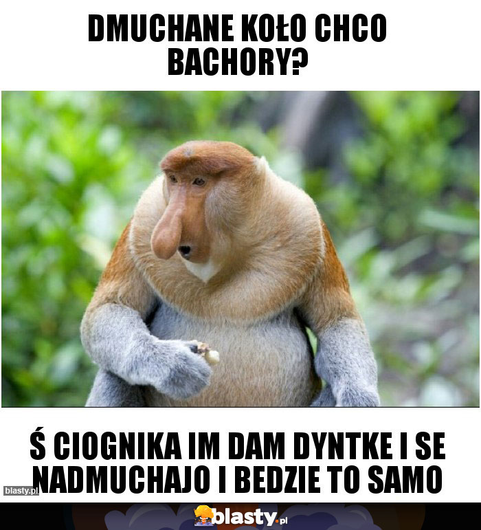 dmuchane koło chco bachory?