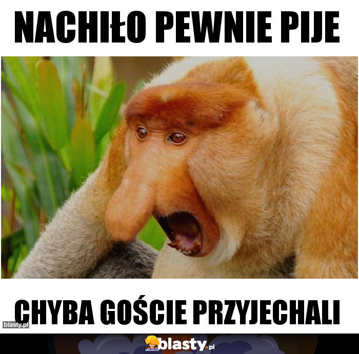 Nachiło pewnie pije