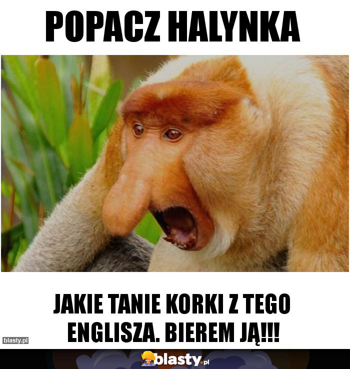 Popacz halynka