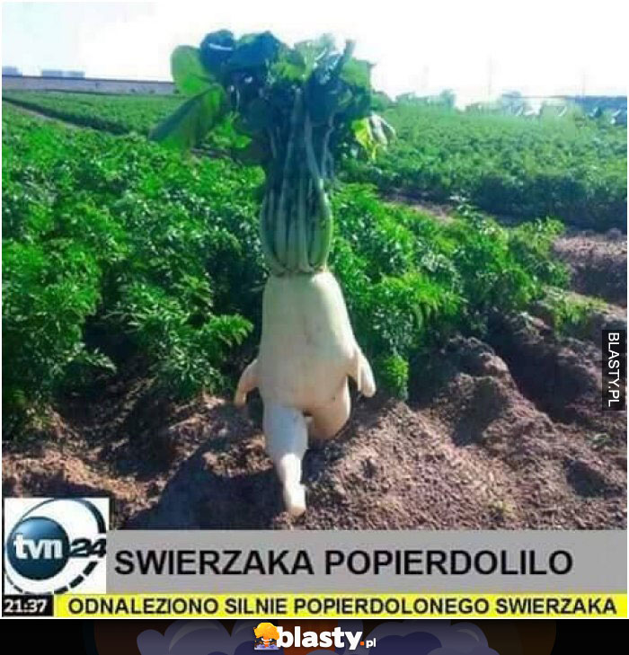 Świeżaka popierdoliło