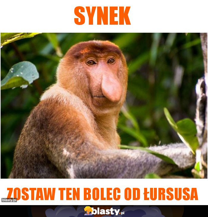 Synek
