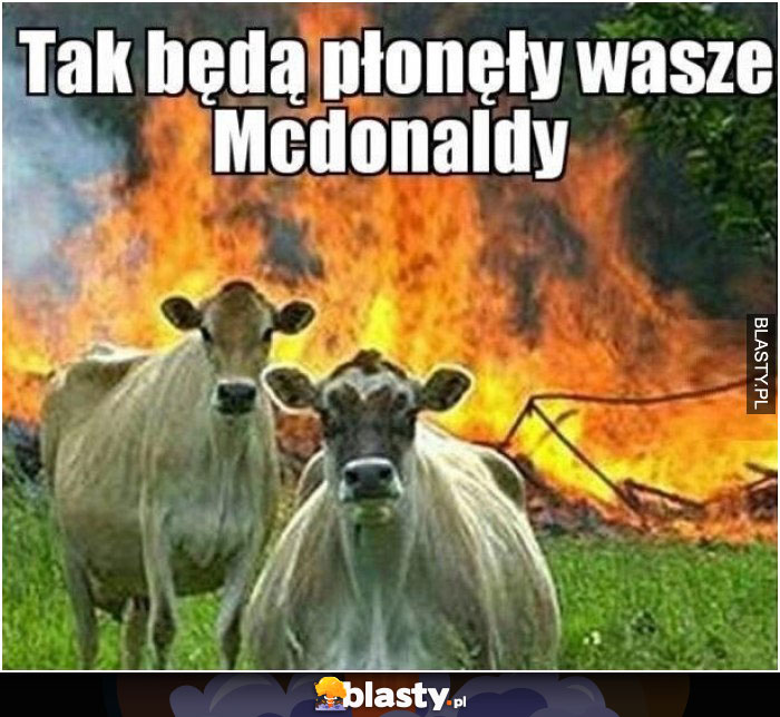 Tak będą plunęły wasze mc donaldy