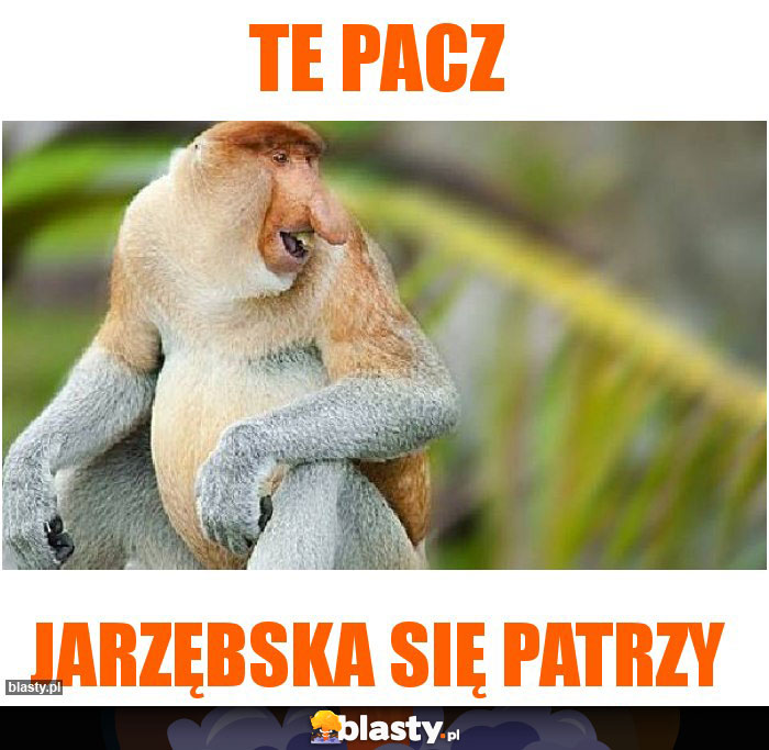 Te pacz