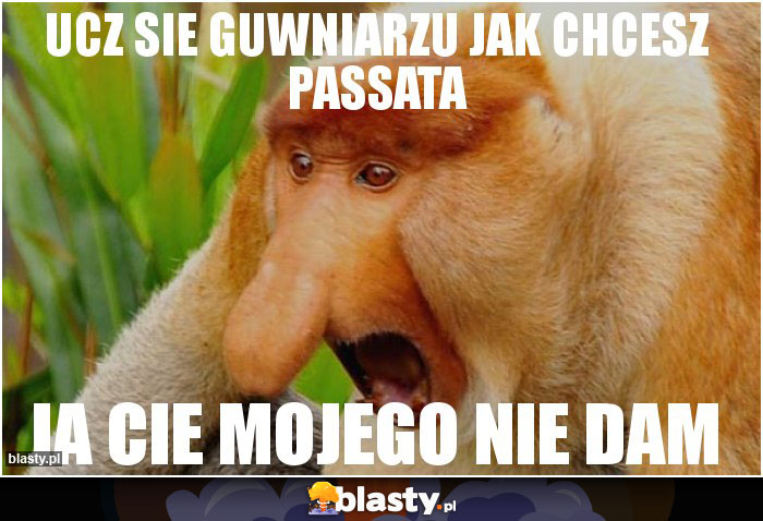 Ucz sie guwniarzu jak chcesz passata