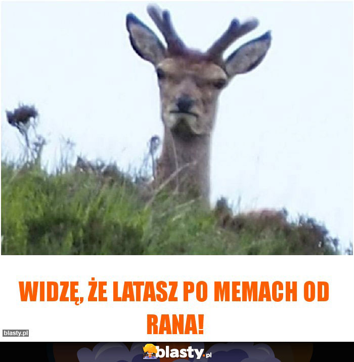 Widzę, że latasz po memach od rana!