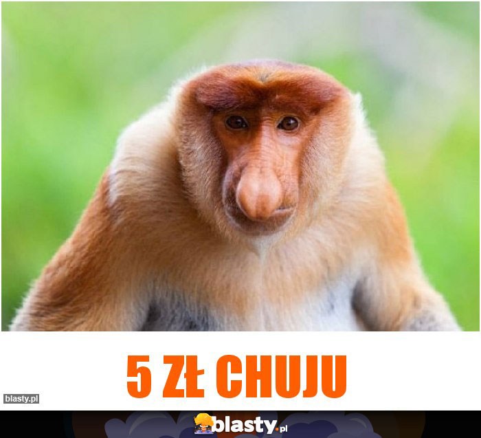 5 zł chuju