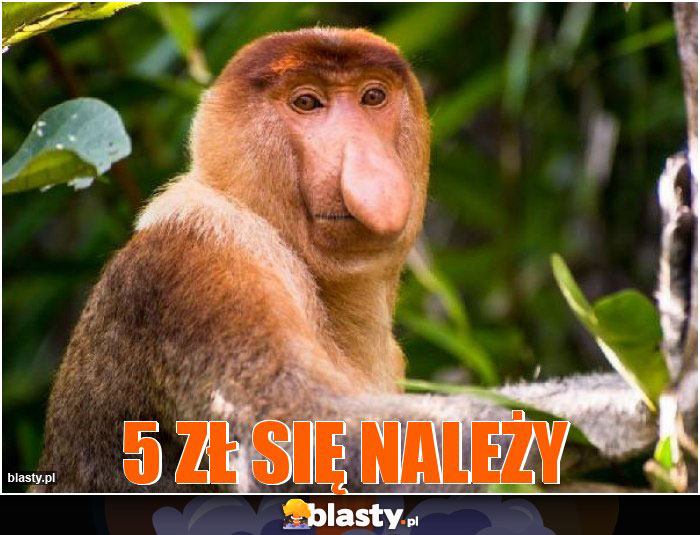 5 zł się należy 5 zł się należy