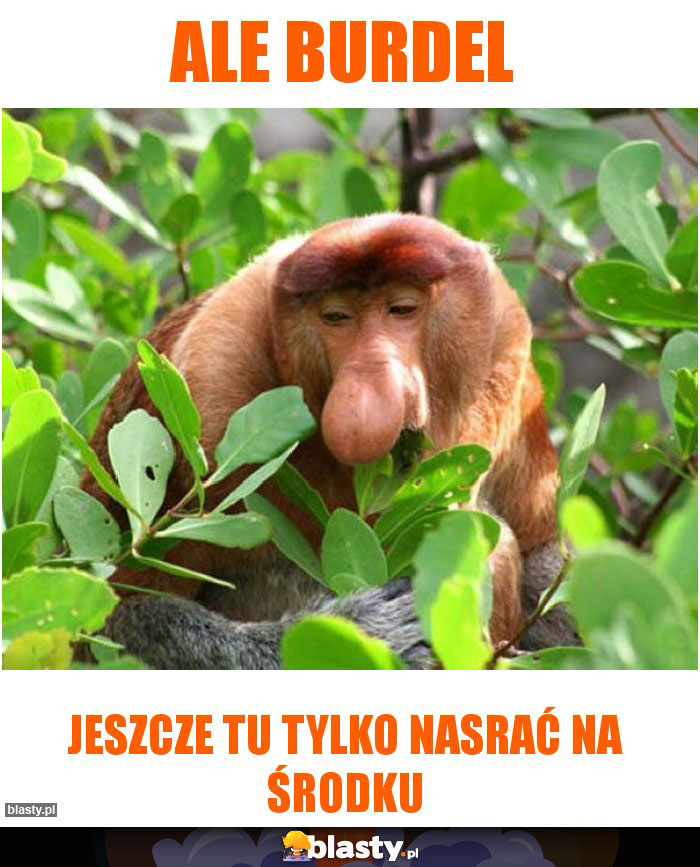 ALE BURDEL ALE BURDEL