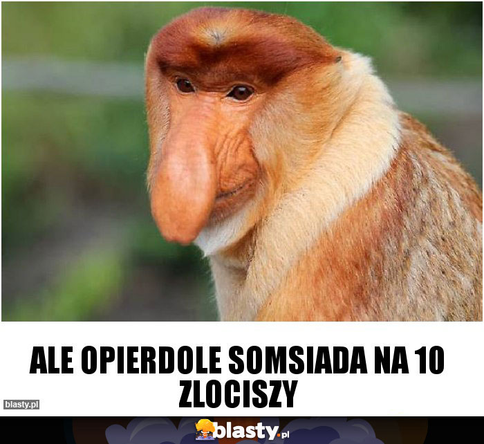 ALE OPIERDOLE SOMSIADA NA 10 ZLOCISZY