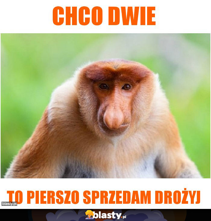 chco dwie