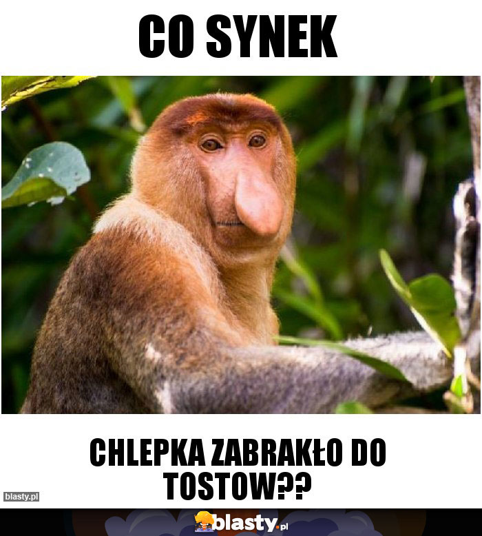 CO SYNEK