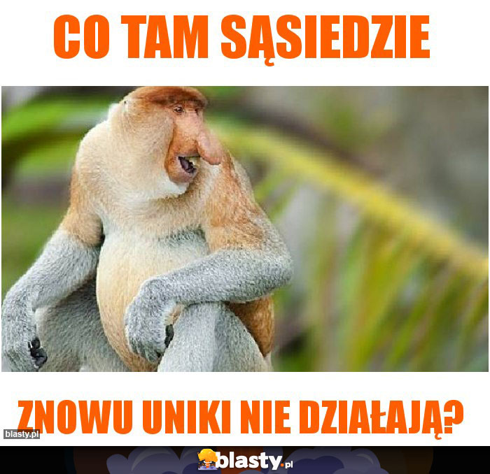 Co tam sąsiedzie