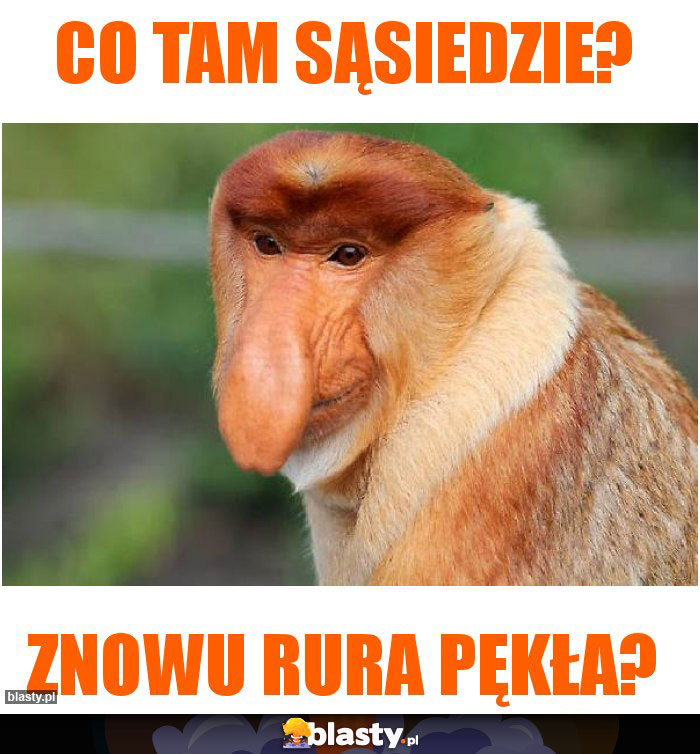Co tam sąsiedzie?