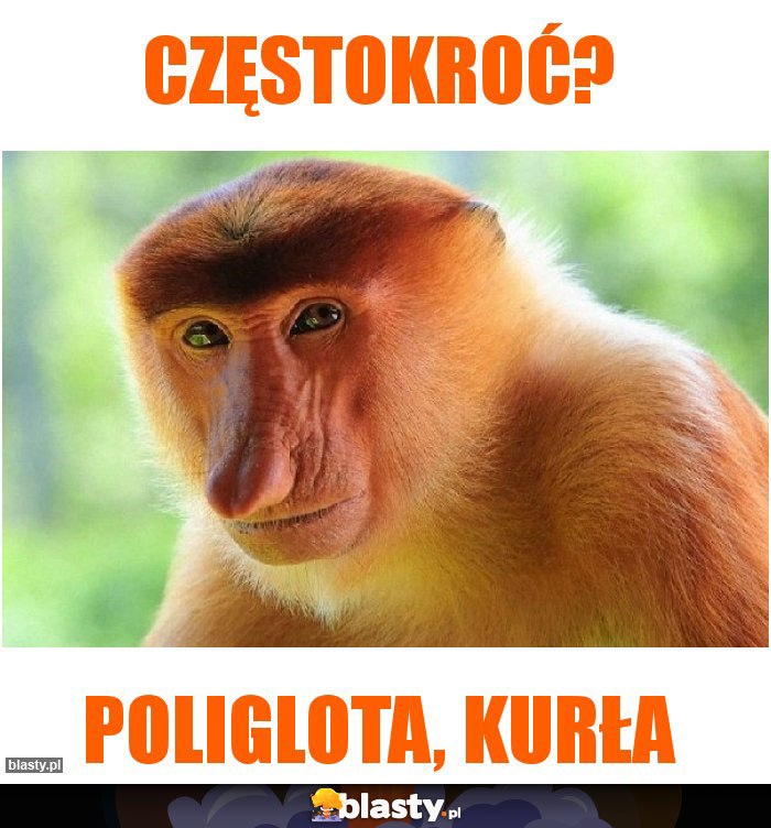 Częstokroć?