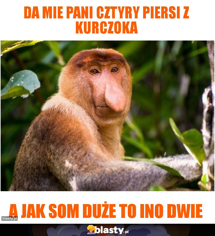 DA MIE PANI CZTYRY PIERSI Z KURCZOKA