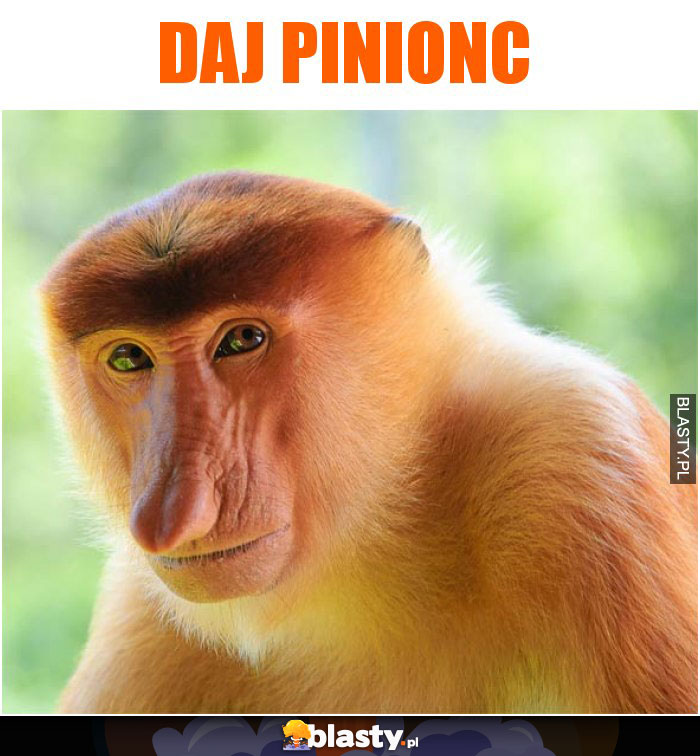 DAJ PINIONC DAJ PINIONC