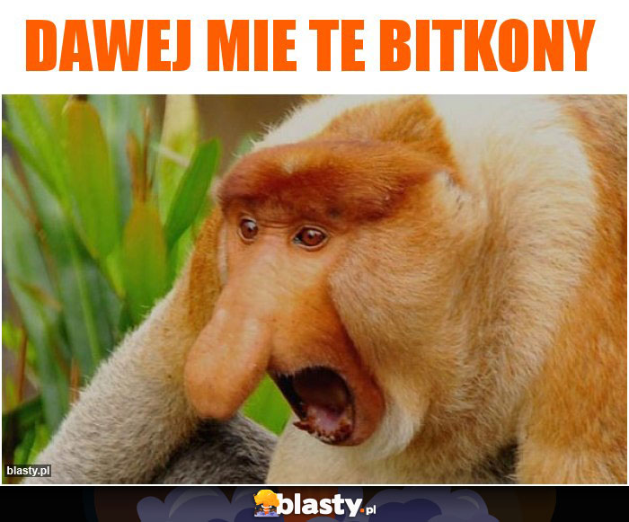 DAWEJ MIE TE BITKONY