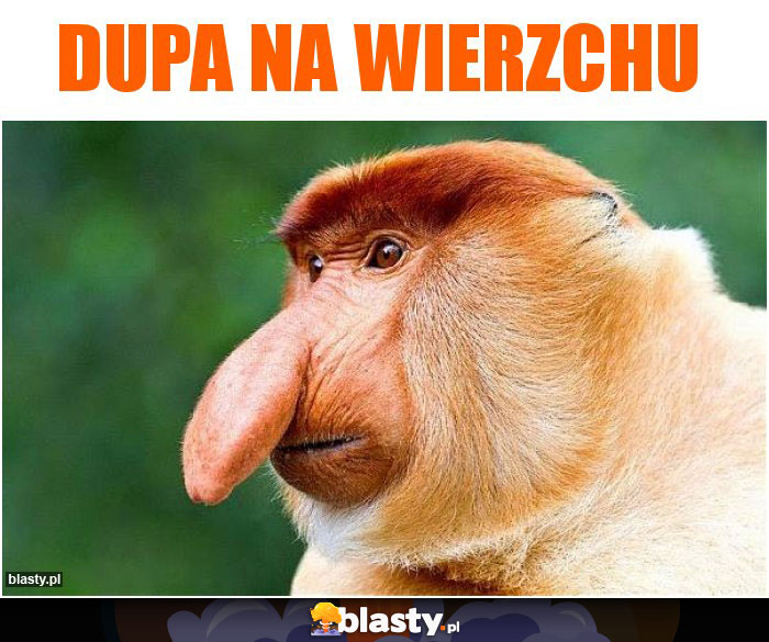 DUPA NA WIERZCHU
