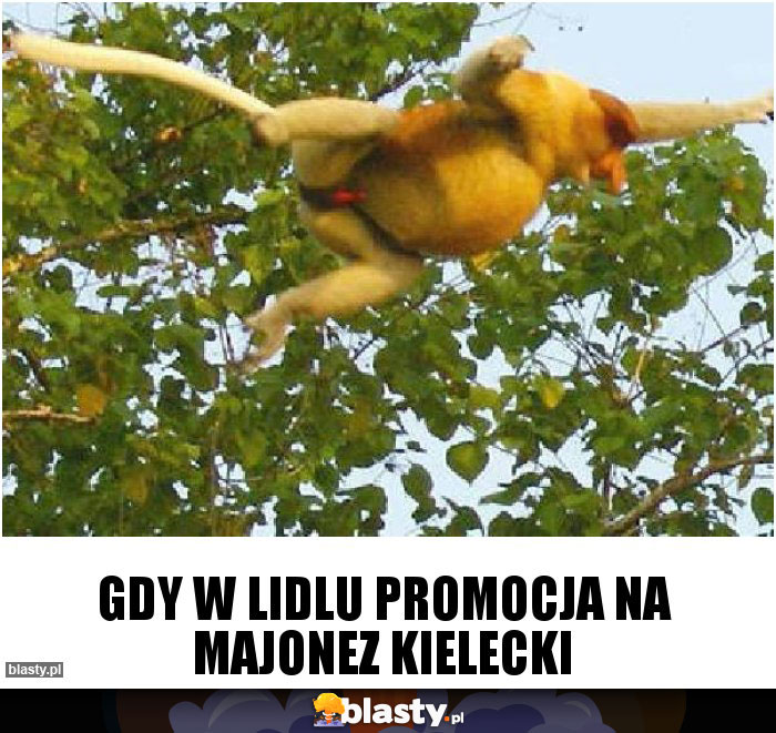 Gdy w lidlu promocja na majonez kielecki Gdy w lidlu promocja na majonez kielecki