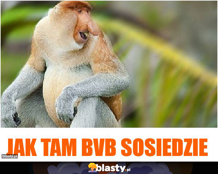 Jak tam BVB sosiedzie