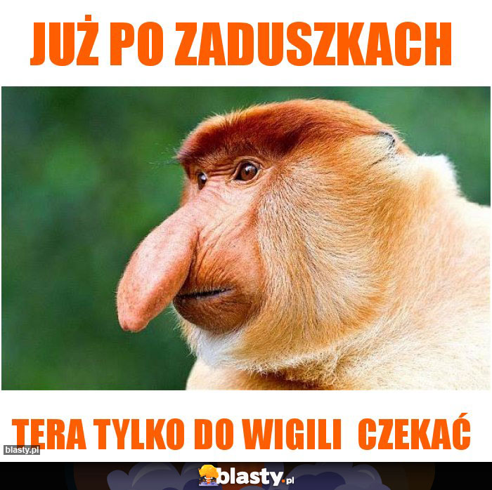 Już po zaduszkach Już po zaduszkach