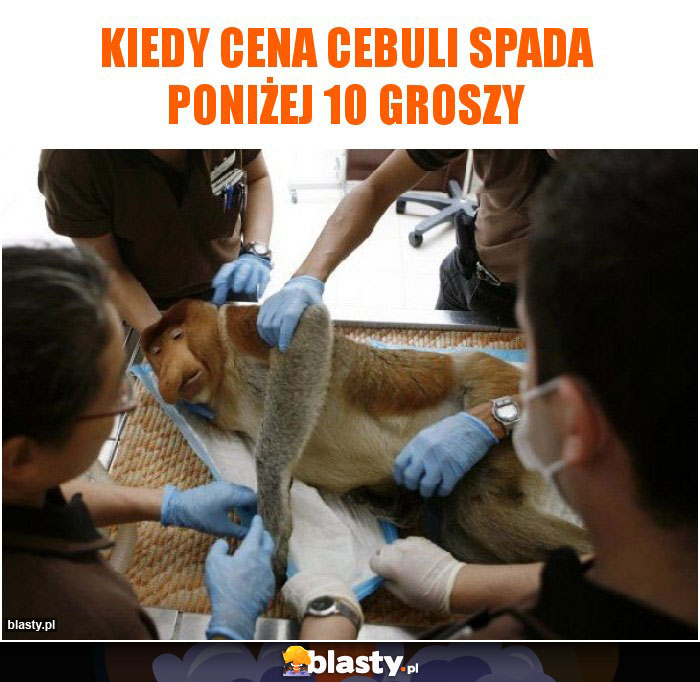 Kiedy cena cebuli spada poniżej 10 groszy Kiedy cena cebuli spada poniżej 10 groszy