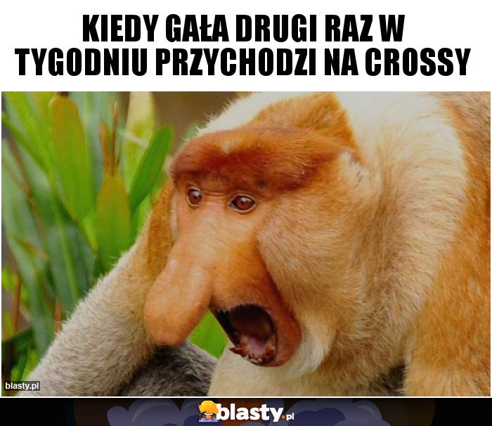 KIEdY Gała drugi raz w tygodniu przychodzi na crossy