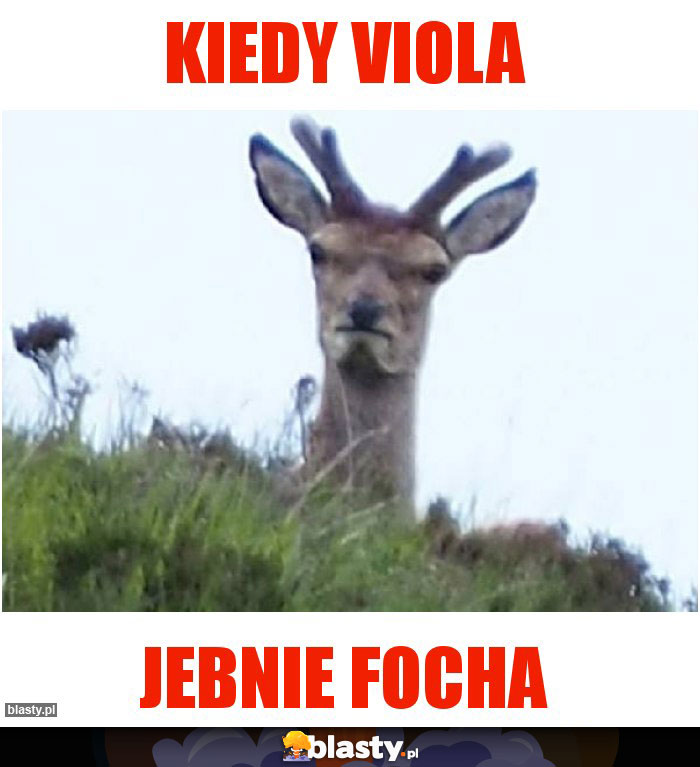 Kiedy Viola