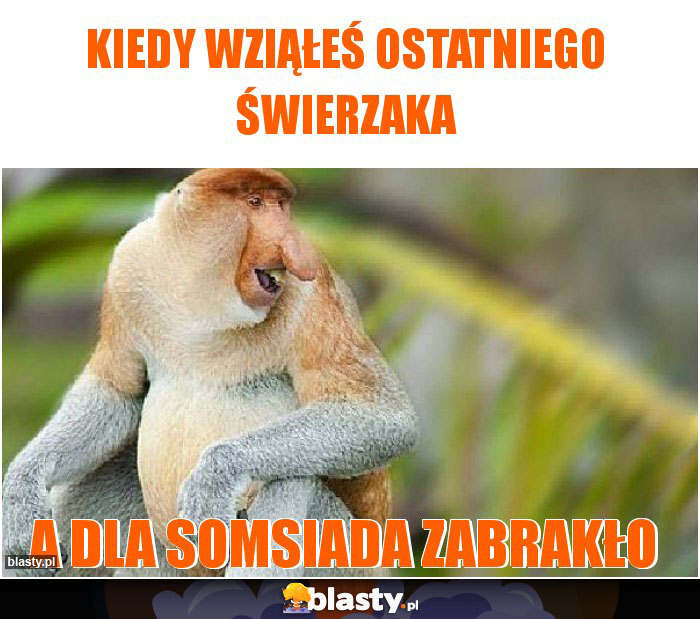 Kiedy wziąłeś ostatniego świerzaka