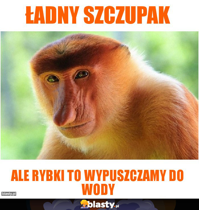 Ładny szczupak